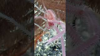 Here’s a pretty pink #squatlobster to brighten up your Monday! #nautiluslive