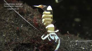 Shrimp