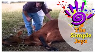 * Cow Rescue * Watch How We Save her from Bloat *