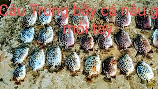 Câu cá nâu ở cửa sông lên cá liên tục cùng [ANH CẦN THỦ].