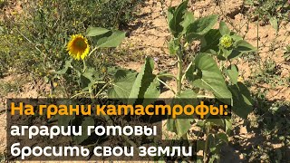 Крик отчаяния: аграрии готовы бросить все и уехать за границу