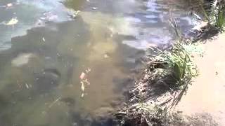 Bass fishing owner cultiva mira shad ford park CA