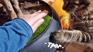 Фикус обрастили мхом. Сделали уютное с кошкой Морошкой