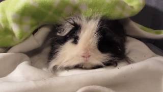 Jumbas Story |Animal Abuse and Manipulation