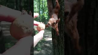 Рыжий забрал грецкий орех / The redhead took the walnut