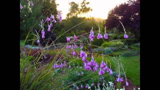 ДИЕРАМА  (DIERAMA)  сем. Касатиковые