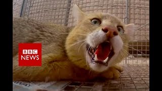 The pest controller of Kandahar - BBC News