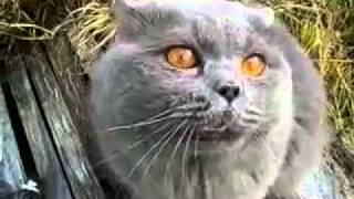 Говорящий Кот! Умора! (Speaking Cat)