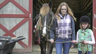 Take the Reins offers equine therapy
