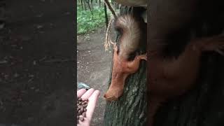 Доломали кормушку. Помогли дятлу / They broke the feeder. Helped the woodpecker