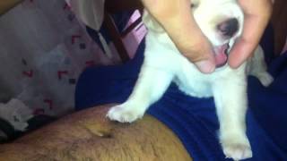 Λαμπραντορ κουταβι Labrador puppie