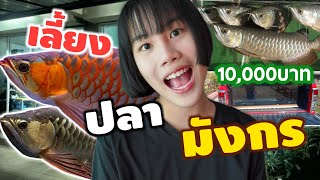 ซื้อปลามังกรทองอินโด “จัดตู้งบ 10,000บาท” อลังการสุดๆ