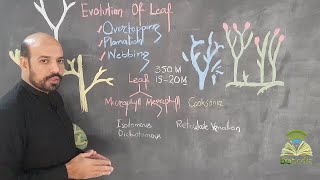 Evolution of Leaf