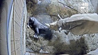 Cincinnati Zoo's eastern black rhino Seyia gives birth to Kendi