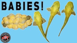 Super Red Bristlenose Breeding - From Eggs to Fry