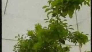 Tree Growth Caused By CO2 Increase