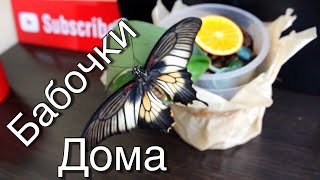 САМАЯ МИЛАЯ БАБОЧКА-ЖУЧОК. МОИ РУЧНЫЕ БАБОЧКИ
