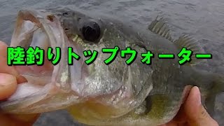 【陸釣りトップウォーター】秋の広範囲に散らばるブラックバスをクリスタルポッパーで手早く低労力で攻める！大きくアクションさせなくても釣れるので、手首が疲れないのが嬉しい！