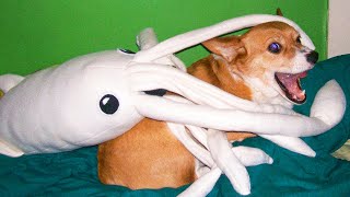Best Funny Cats ???? And Dogs ???? Videos - Try Not To Laugh!