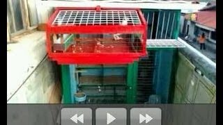 Simple Pigeon Loft for Small Spaces