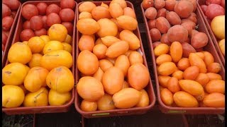 САМЫЕ УРОЖАЙНЫЕ СИБИРСКИЕ СОРТА ТОМАТОВ. Ольга Чернова.