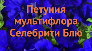 Петуния мультифлора Селебрити Блю (selebriti blyu) ? обзор: как сажать, семена петунии Селебрити Блю