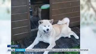 Кемеровчанин сдает в аренду свою собаку за миллион рублей