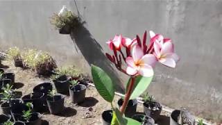 Đầu năm trồng sứ con