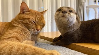 地震が起きた時のカワウソと猫の反応が違いすぎた Otter and cat react differently when an earthquake occurs.