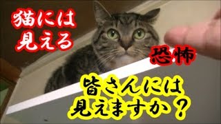 #恐怖#閲覧注意　猫には何か見えている！Caution There is something on the cat #339