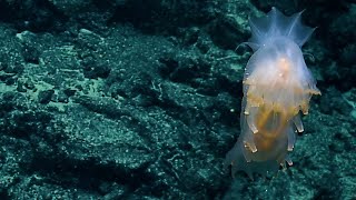 When (Sea) Pigs Fly | Nautilus Live
