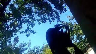 Страшные кадры гибели Омара при штурме эль свинарника!