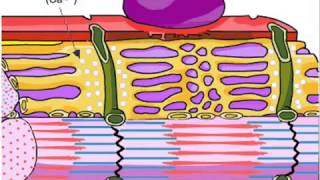 Placa neuromuscular