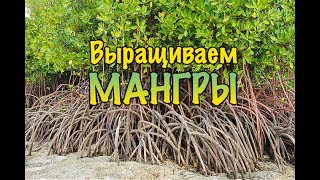 Мангровые деревья. Выращиваем дома