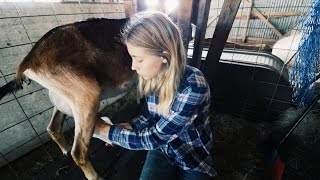 Young Girl Milks Goats To Accomplish Her Dreams