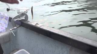 【ワカサギ秘伝】2012年4月15日 西湖での爆釣