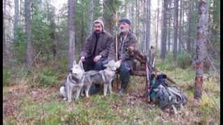 Проф. охота с гибридами лайки(ч4)