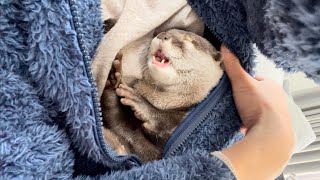 カワウソさくら カワウソが服に侵入してきて寝るまで Until the otter invades my clothes and goes to bed