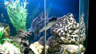 Акулий сомик Пангасиус Shark catfish Pangasius