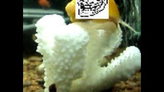 Коралл из Китая за 7$