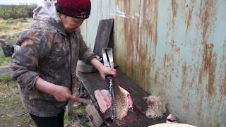 Юкола из щуки по-нганасански