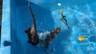 プールに蛇おもちゃが乱入した際の食いしん坊カワウソの反応 Otter's reaction to snake toy intrusion into pool