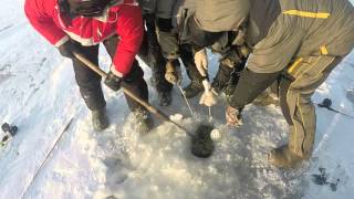 Судак 11 кг 300 грамм, Рыбинка, 5 января 2016 - длина судака 103 сантиметра