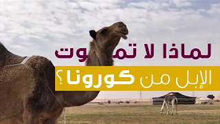 لماذا لا تموت الإبل من كورونا؟