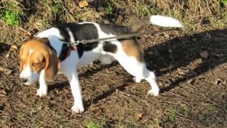 Beagles on the move