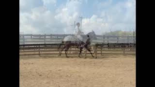 15.1 HAND STEEL GRAY TB MARE, RIDING NICELY, BEEN RACED, EXCELLENT BARREL PROSPECT