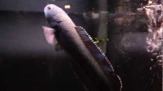 Channa sp True Blue Moonbeam Galaxy