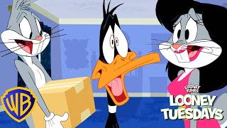 Looney Tunes en Latino | ¿Mudanza? | WB Kids