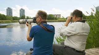 Comment photographier les oiseaux