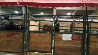 Clydesdales at the Oregon State Fair